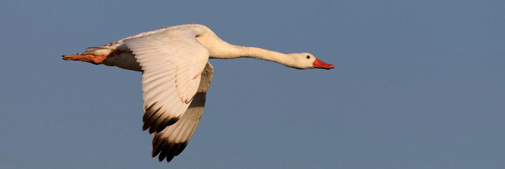 COSCOROBA SWAN Coscoroba coscoroba